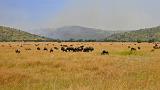 TANZANIA - Serengeti National Park - Migrazione Gnu - 15